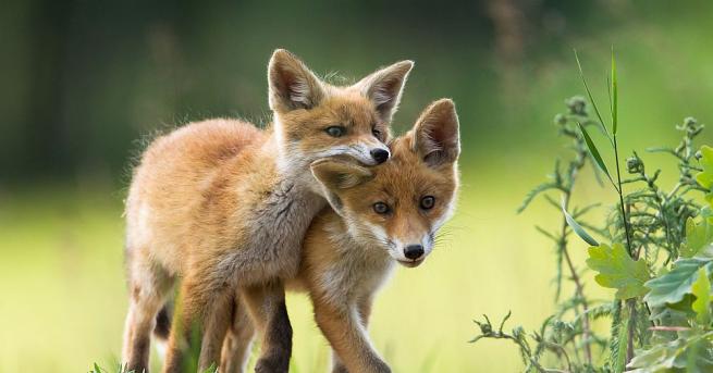Семейство от лисица с осем малки се засели в градинска