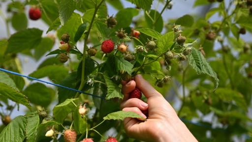  <p>Проверяват за&nbsp;неразрешени препарати за растителна защита</p> 