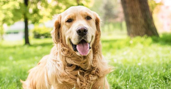 Куче от породата голдън ретривър което е на 20 години