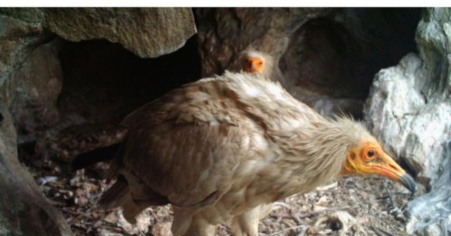 Загина семейство египетски лешояди в сърцето на Източните Родопи съобщиха