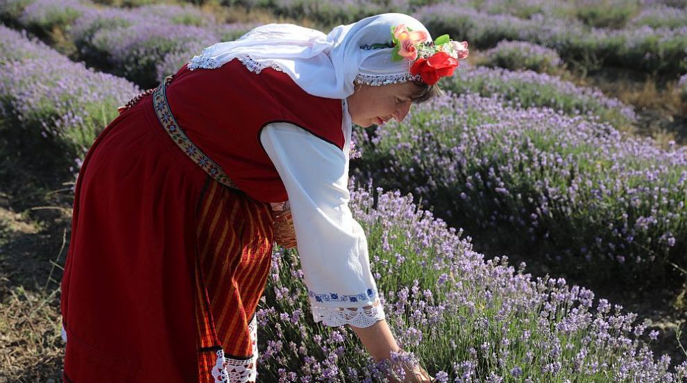 В Карлово празнуват чудодейната сила на лавандулата (ГАЛЕРИЯ)