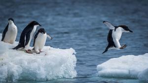 Антарктическият императорски пингвин е застрашен от изчезване поради повишаването на