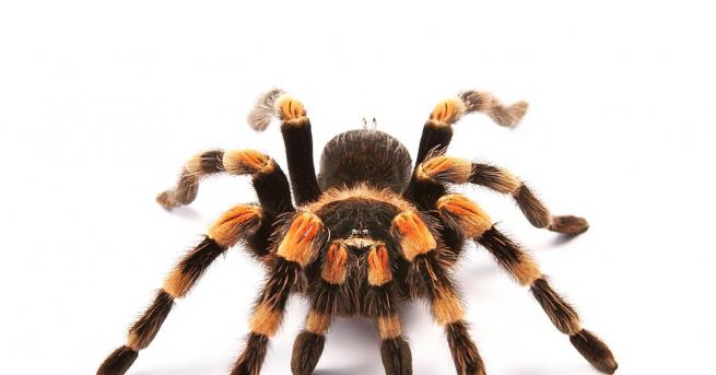 Изследователи заявиха че откриването на членестоногото е било предизвикателство тъй