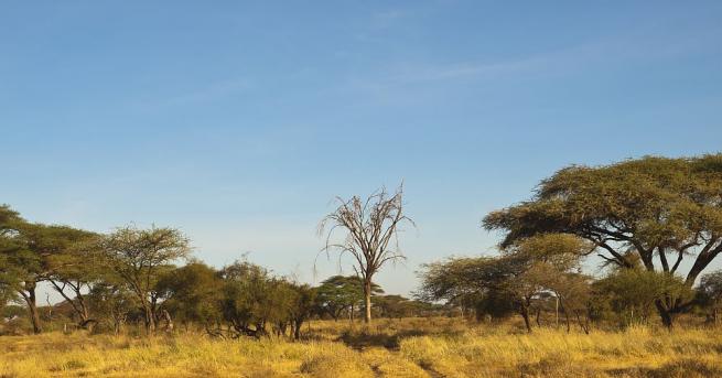Клоните на дърветата в северния кенийски град Лодуар са оголени,