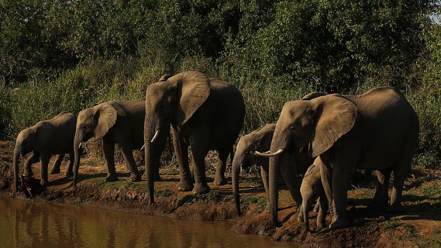  Мистерия: Стотици слонове са открити мъртви в Ботсвана 