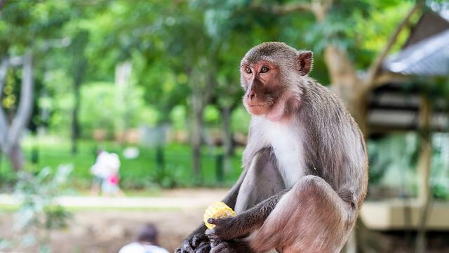 Полицията в тайландска провинция ще преследва маймуни, които създават проблеми