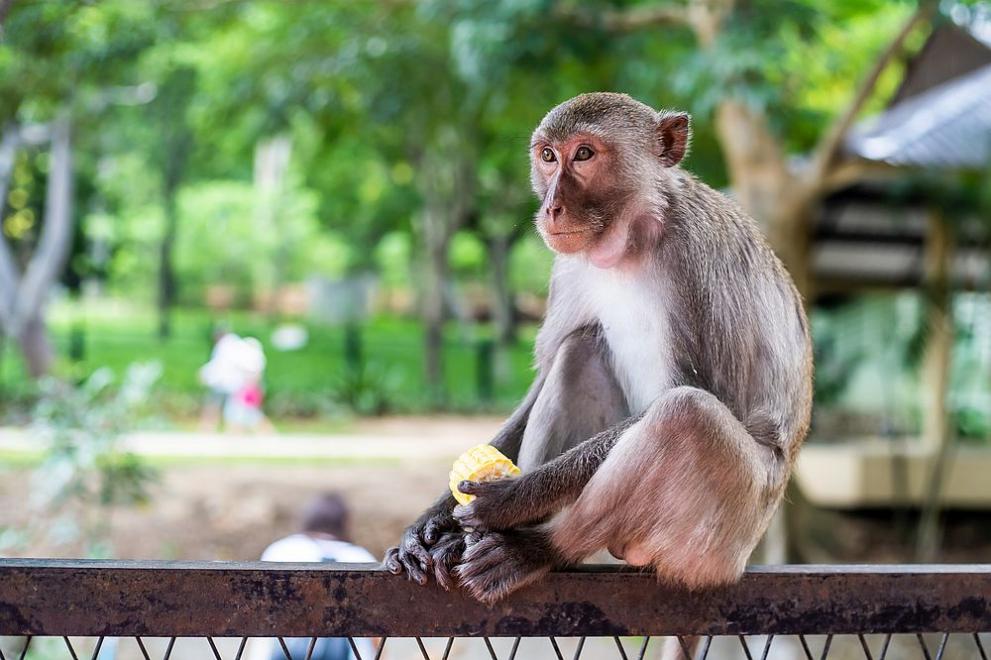 Маймуните в тайландската провинция Лопбури са една крачка по-близо до