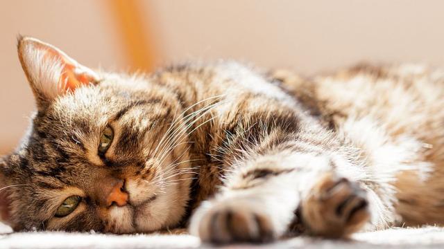 Котка оцеля три седмици в корабен контейнер, хранила се с бонбони