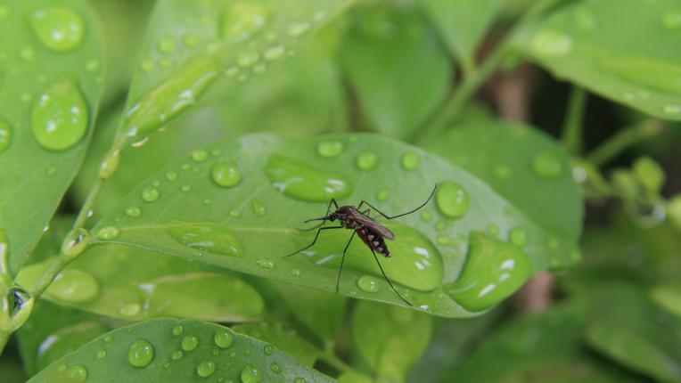  7 огромни изгоди от използването на деен въглен 
