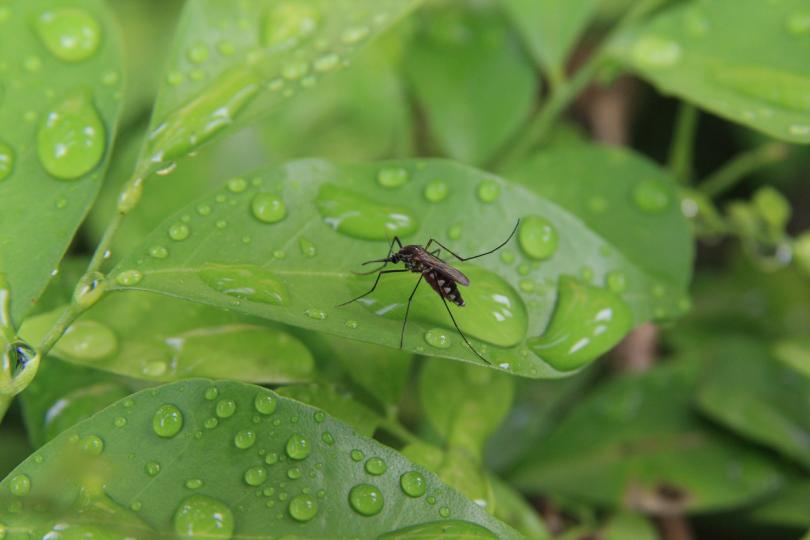 <p><strong>Коя е любимата кръвна група на комарите</strong></p>

<p>Учени от град Томск са установили, че комарите са привличани различно според кръвната група на хората и за тях най-вкусна е нулевата.</p>