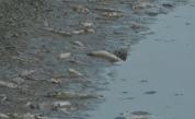  Масово измиране на риба в Янтра, има ли отговорен 