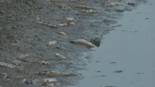  Масово измиране на риба в Янтра, има ли отговорен 