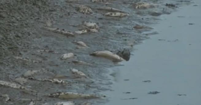 България Масово измиране на риба в Янтра, има ли виновен