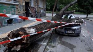 дърво кола премазана
