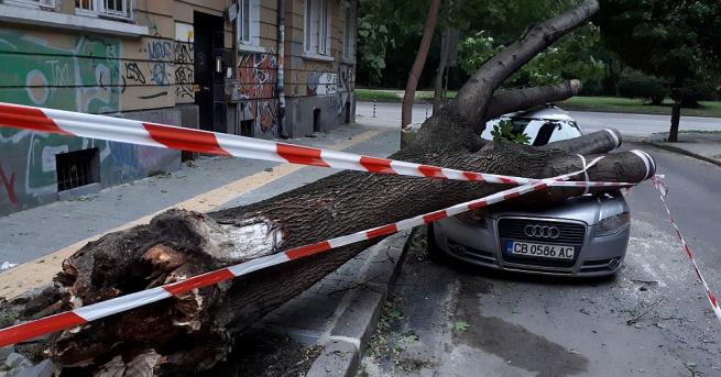 Дърво падна и премаза лек автомобил в столицата предаде репортер