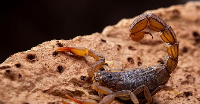 Скорпиони с дължина 2 5 м с огромни щипки и крака