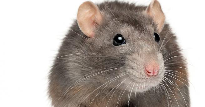 Американски учени хвърлиха нова светлина върху ефекта на зрителя след