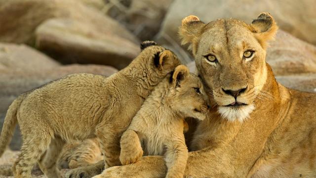 Хормонът на любовта превръща лъвовете в котенца