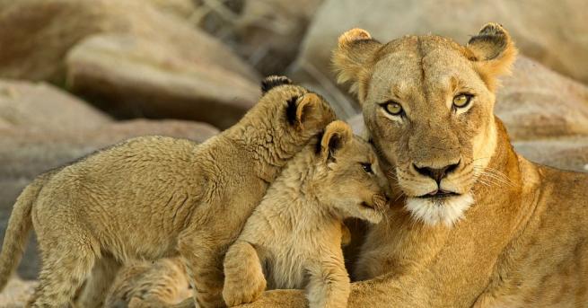 Зоологическата градина в Рим представи двете женски лъвчета, родени по