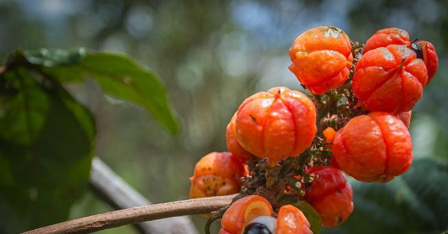 Гуараната представлява вечнозелено пълзящо растение, което ражда дребни червени плодове.