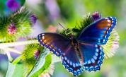  Пеперуди в Коста Рика – развъждане на Caterpillar в международните градини 
