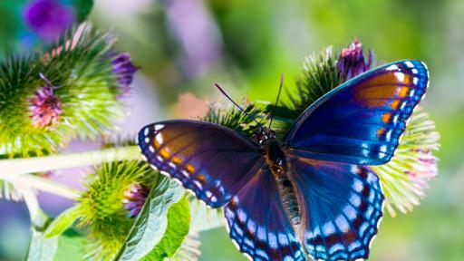  Пеперуди в Коста Рика – развъждане на Caterpillar в международните градини 