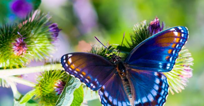 Любопитно Пеперуди в Коста Рика – отглеждане на Caterpillar в