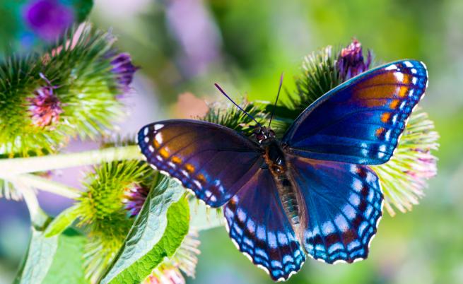 Пеперуди в Коста Рика – отглеждане на Caterpillar в световните градини
