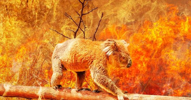 Пораженията причинени от катастрофалните горски пожари в Австралия през 2019 2020