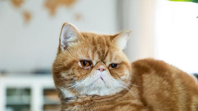 Мъж обвини котката си за бременността на жена си