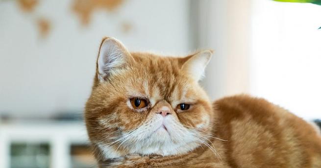 Търсейки обяснение за неочакваната бременност на съпругата си мъж е