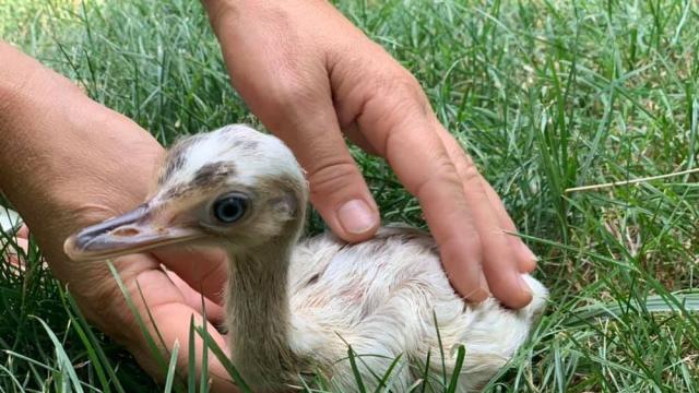 Бяло бебе нанду направи първи стъпки в Зоопарк Бургас (СНИМКИ/ВИДЕО)