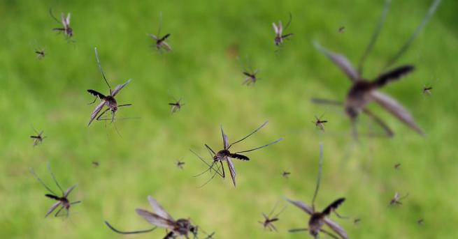 Учени от университета в Принстън разкриха загадката защо комарите хапят