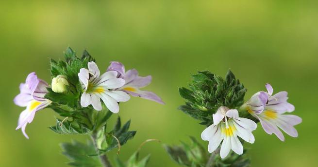 Билката очанка наричана още сълзица или очемилка е сред най големите