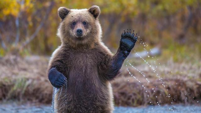 Мечка се 