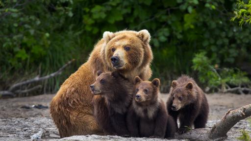  Необичайна услуга: Зоопарк във Финландия предлага 