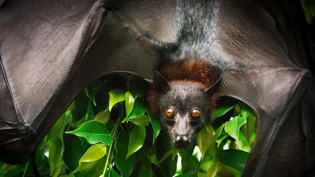 Прилепите носят коронавируси от десетилетия (СНИМКИ)