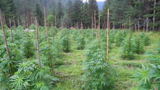  Акция: Откриха и унищожиха над звук и половина канабис 