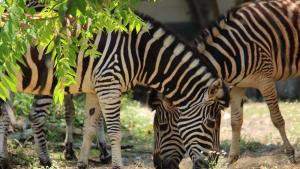 зебри зоопарк