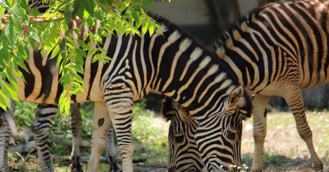Софийският зоопарк се сдоби със стадо от зебри, съобщиха от
