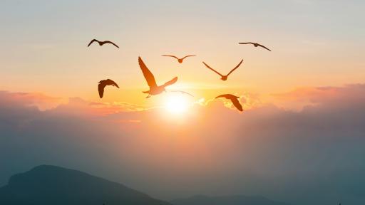  Десетки предпазени птици са починали при ремонтни действия в Казанлък 