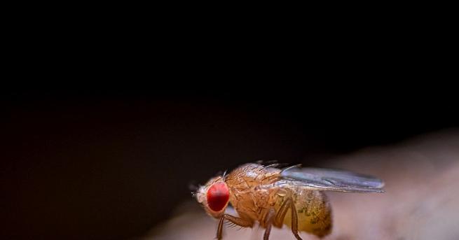 Португалски учени успяха да документират странните сексуални ритуали на дрозофилите