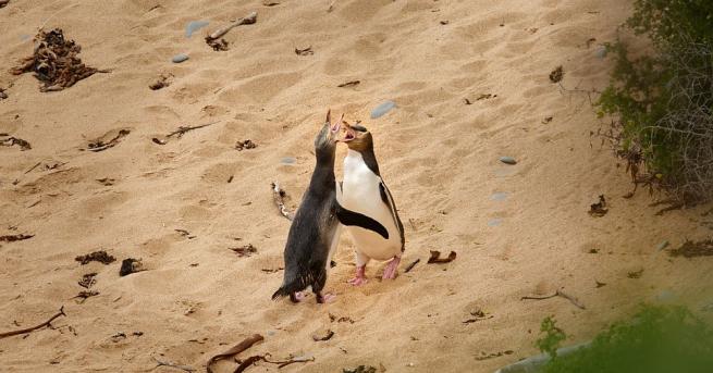Учени откриха фосили на древен пингвин с жълти пера, живял
