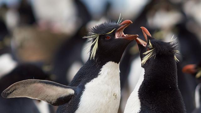 Пингвини в японски аквариум бойкотират евтина храна