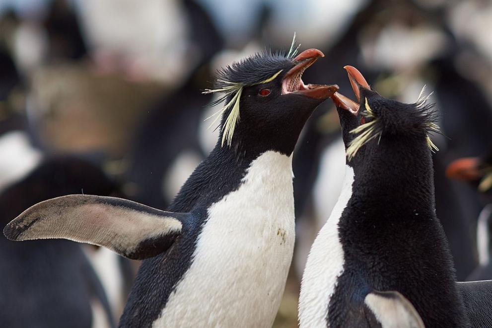 Пингвини и видри в японски аквариум отказват по-евтината риба, която