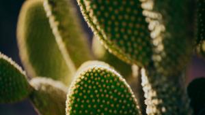 Кактус който растеше от два века в парк в Аризона