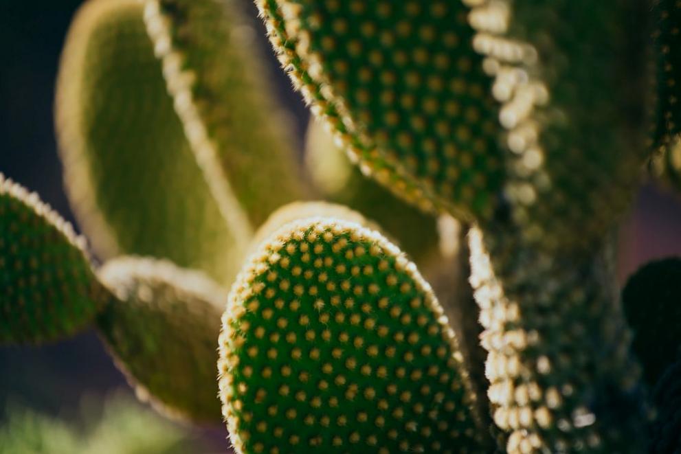 Кактус, който растеше от два века в парк в Аризона,