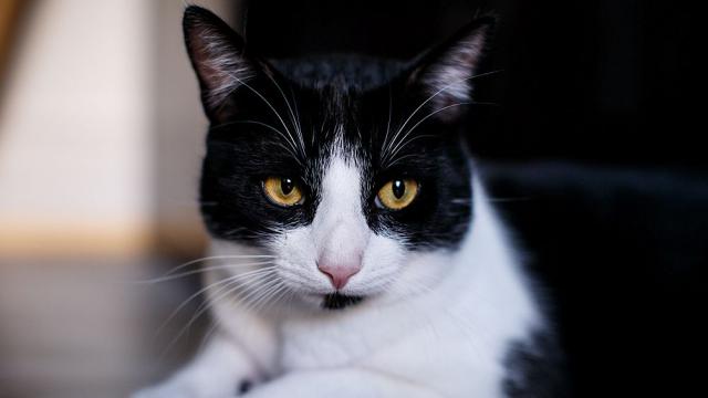 Котарак-клептоман от години краде бельото на съседите