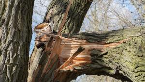 счупено дърво