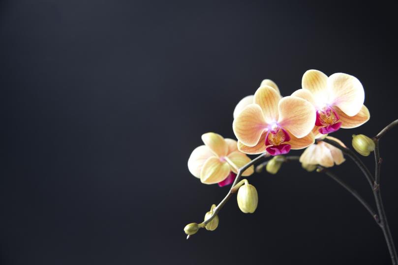 <p>3. Цветовото разнообразие</p>

<p>Ако сте капризни относно цветовете, орхидеята е перфектното растение за вас.&nbsp;Цъфти в почти всички цветови комбинации. Има повече от 750 вида орхидеи и повече от 30 000 хибриди. Всеки вид изисква различни условия за отглеждане.</p>